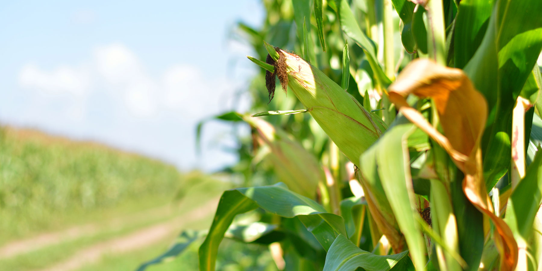 More Ethanol, More Problems